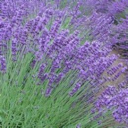 Cats are repelled by certain smells and substances, so when used in the garden, these deter them topical repellents another method for keeping cats away from your plants is to use a natural cat care.com is the world's largest online destination for care. The 25+ best Plants that repel cats ideas on Pinterest ...