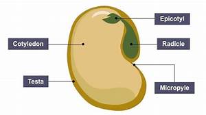 Jackfruit Seeds Structure Diagram
