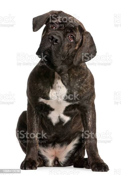 Cane Corso 9 Months Old Sitting In Front Of White Background Stock