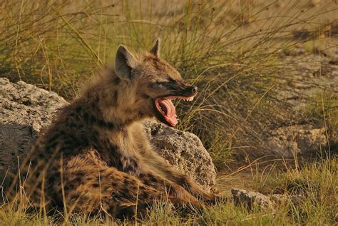 Spotted Hyena Etosha National Park Namibia African Safari Animals