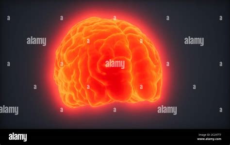 Loop Rotating Human Brain Animation Stock Photo Alamy