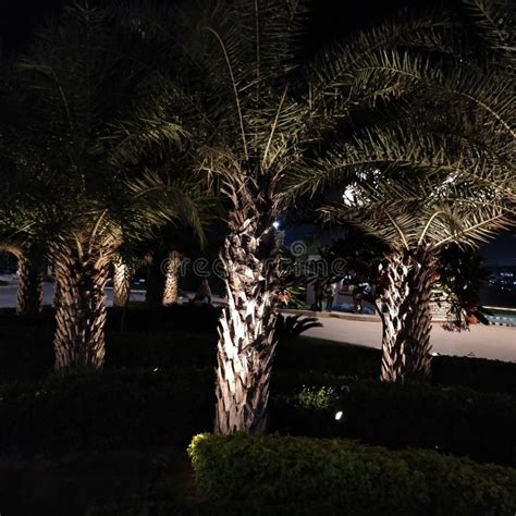 Palm Trees At Night Illuminated By Spot Lights In The City Of