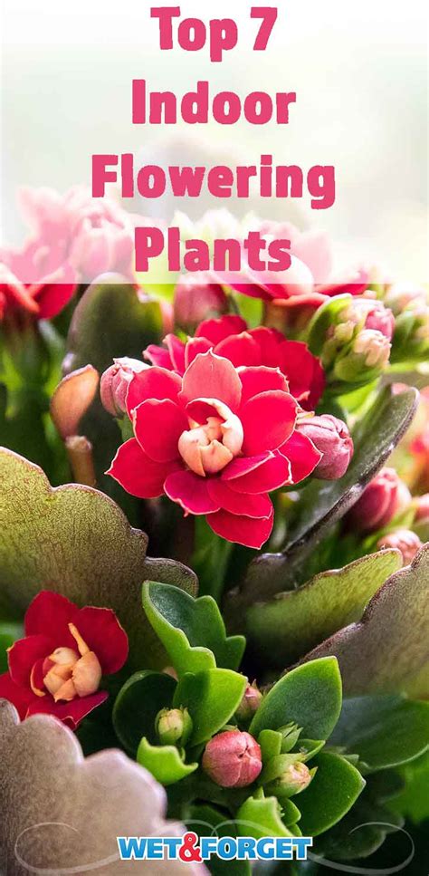 The Best Indoor Flowering Plants To Brighten Up Your Home Lifes