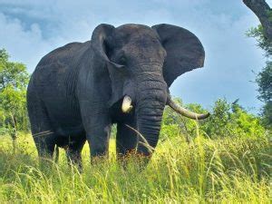 Diet elephants eat roots, grasses, fruit, and bark. African Bush Elephant Facts, Habitat, Diet, Life Cycle ...
