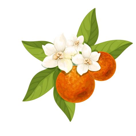 Premium Vector Orange Blossom Flower Isolated