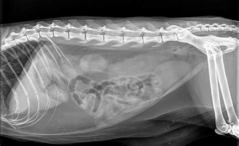 Cat X Ray Stomach Ezra Cade