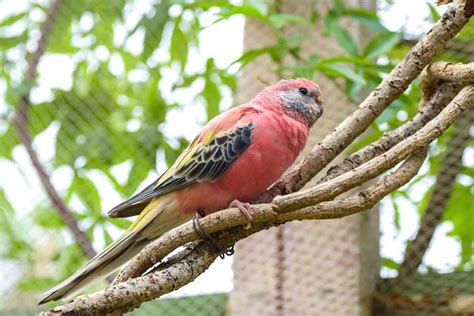 Parakeet Lifespan How Long Do Parakeets Live On Average