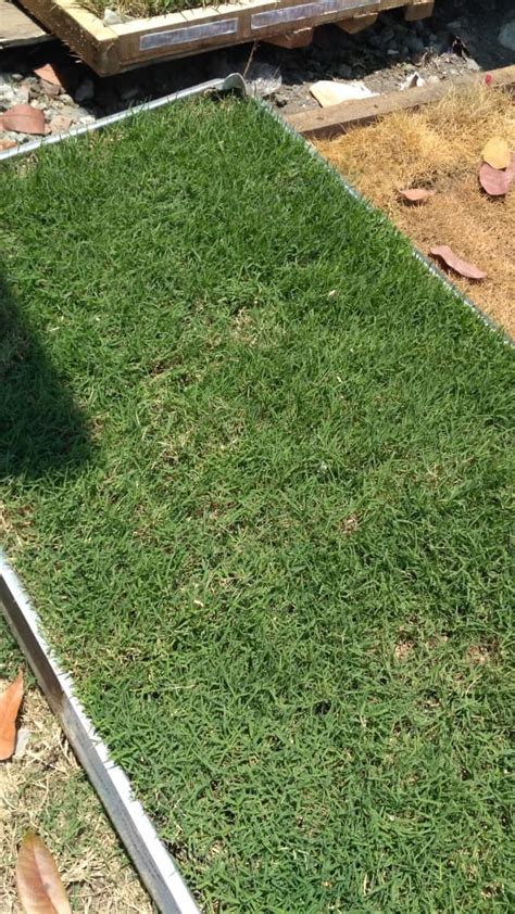 Cara hias jepang manila rumput tanam. Rumput bermuda indonesia Rumput bermudagrass tahun 2021 ...