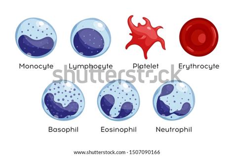 Set Monocyte Lymphocyte Eosinophil Neutrophil Basophil Stock