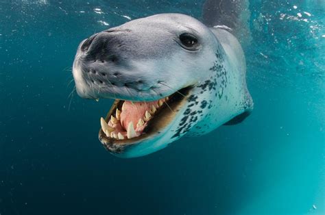 Close View Of A Leopard Seals Photograph By Paul Nicklen