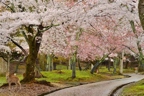 Cant Wait For Cherry Blossoms This Year Nara Tree Country Roads