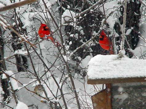 Winter Scenes Beaknfeathers Birds