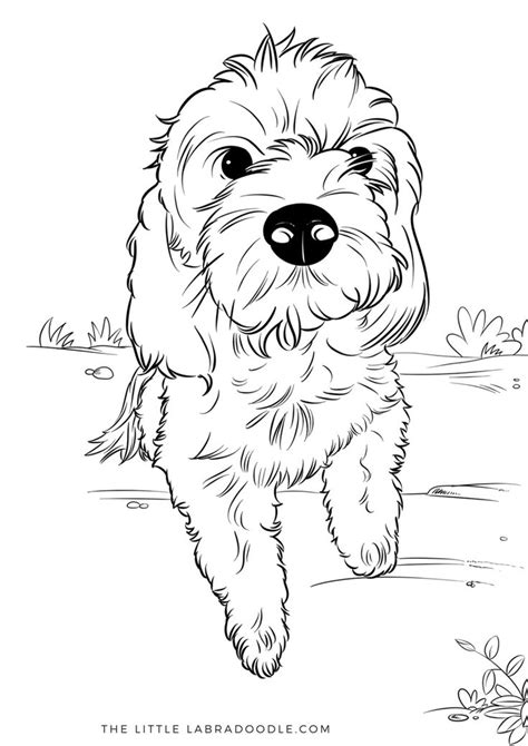 Printable Golden Doodle Coloring Pages