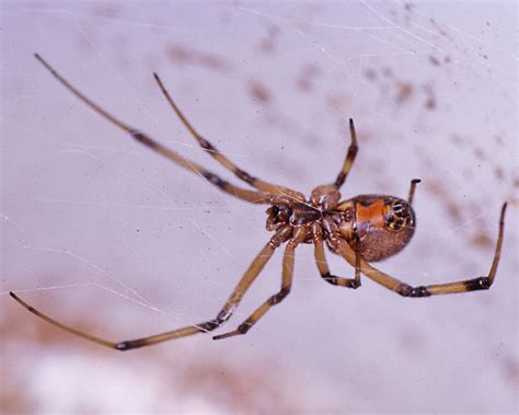 Clinically Important Spiders In The United States