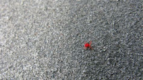 Examples of mites that bite humans include: Do Red Spider Mites Bite Humans? | Reference.com