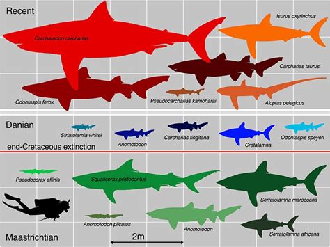 Sharks Got Smaller After Mass Extinction Event Natural History Museum