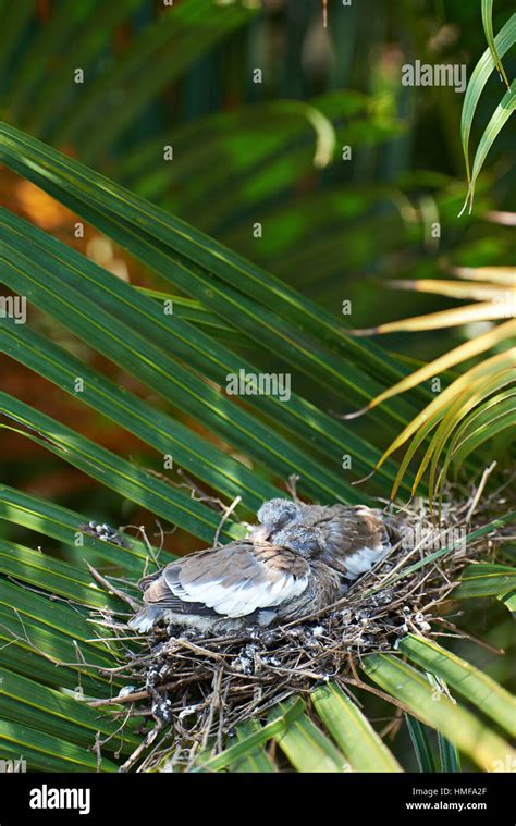 Two Sleeping White Dove Chicks In Palm Nest Stock Photo Alamy