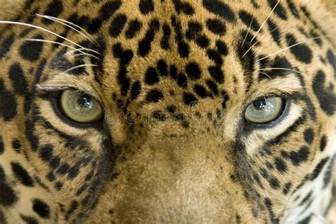 Close Up Eyes Jaguar Big Cat Costa Rica Stock Photo Image Of Hunter