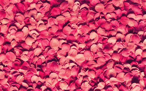 Pink Petals Wallpapers Wallpaper Cave