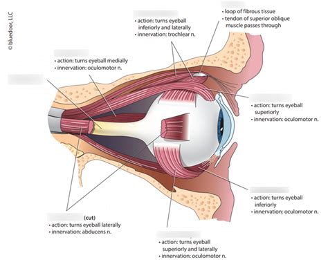 Lab Extrinsic Eye Muscles Lateral View Diagram Quizlet