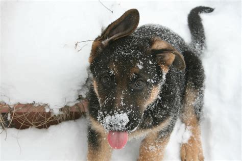 Your Ears Are Huge I Snow German Shepherd Puppies German