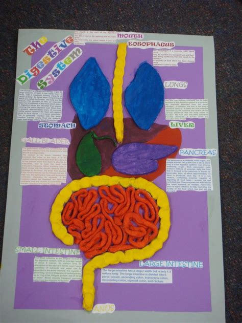 Maybe you would like to learn more about one of these? school 3d art project digestive system | Digestive system ...