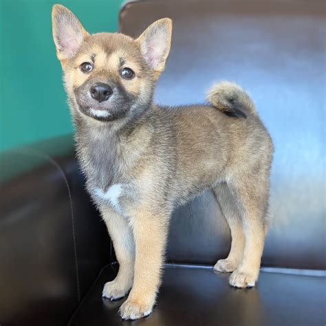 Same day delivery, accepting deposits, money back guarantee available now. SHIBA INU | FEMALE | ID:1916-MK - Central Park Puppies