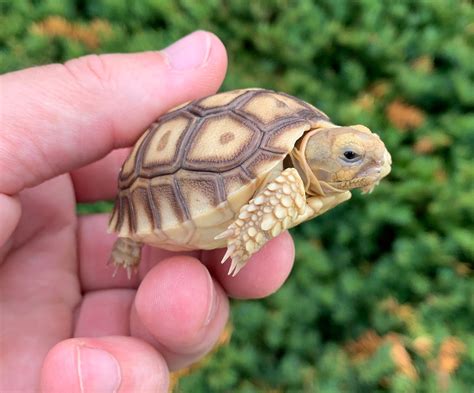 Baby Sulcata Tortoise Scales And Tails Of Ohio