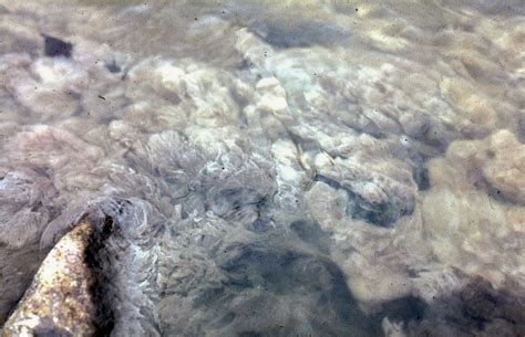 This water filter is filled with both carbon fiber and granular carbon. Discarded larger cans and sewage fungus | Water at TCD