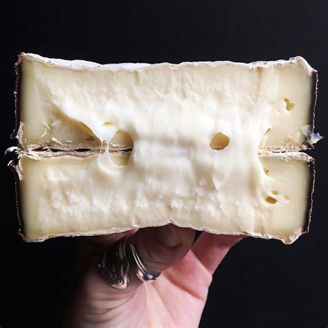 Pin On Cheese Sex Death In The Wild