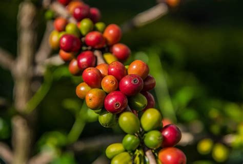 Colombian Coffee All You Need To Know Coffee Guide