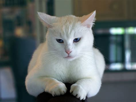 White Cat · Free Stock Photo