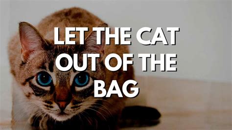 Let The Cat Out Of The Bag Значение идиомы English 5 Minutes