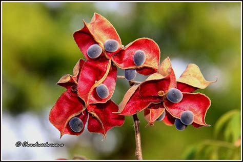7914 Black Pearl Tree Flower The Mgambo Tree Majidea Za Flickr