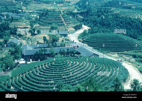 Tea Plantation In China China Stock Photo Alamy