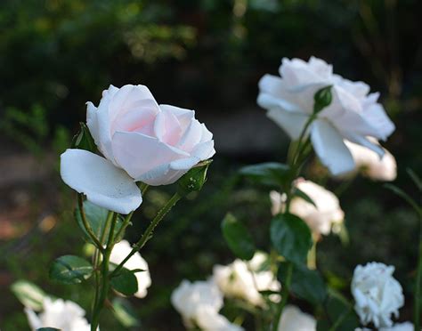 They have the most beautiful foliage, it's soft and smooth my new dawn climbing roses are rambunctious and beautiful, but only bloom once, in spite of descriptions in ads of repeat blooming. New Dawn Rose | New dawn climbing rose, Rose, Climbing roses