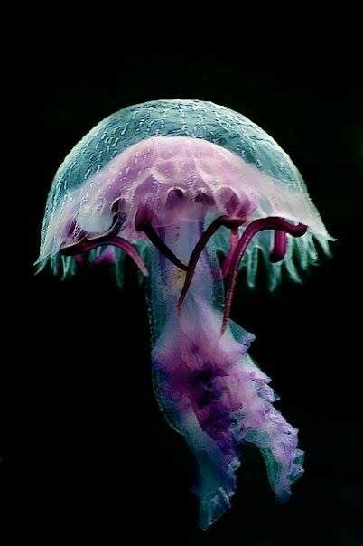 Pin By Salah El Den Hossam On ~jellyfish~ Deep Sea Creatures Ocean