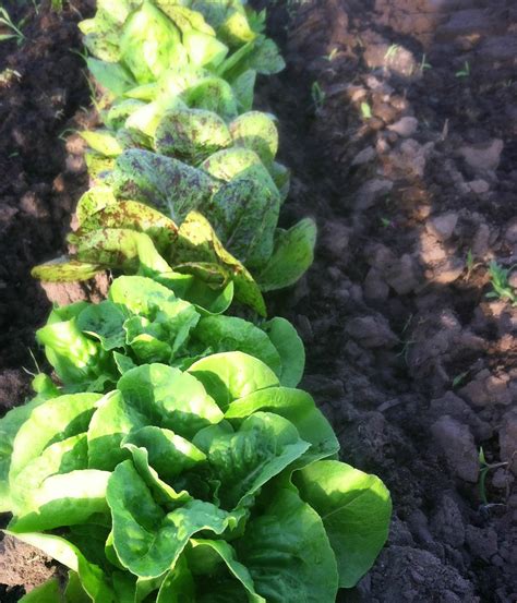 Skip to when to plant. The Backroad Life: Tips for Growing Lettuce