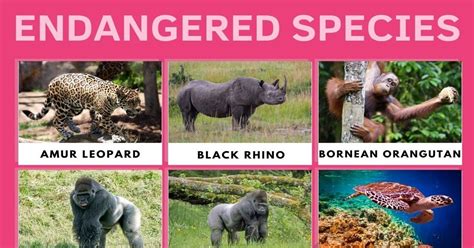 List of Critically Endangered Species We Need to Protect Now • 7ESL