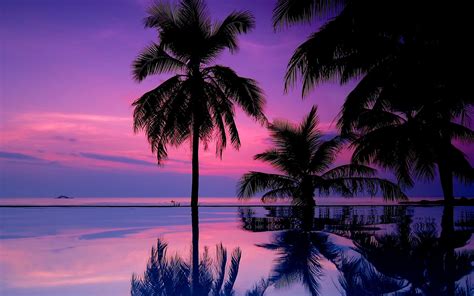 Tropical Sunset Over Ocean With Coconut Palms In The Foreground