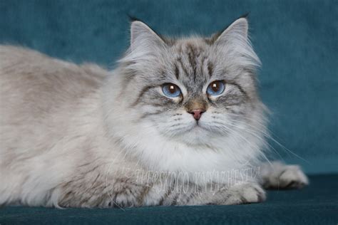 Adult Siberian Cats As A Pet For Adoption