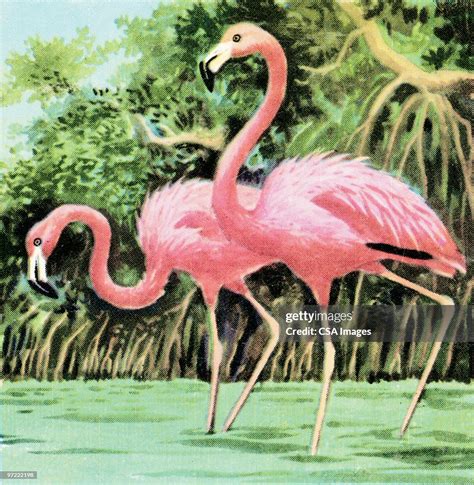 Two Flamingos High Res Vector Graphic Getty Images
