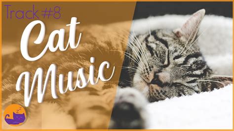 Relax My Cat Instant Bonding Relaxing Music Premium Album Youtube
