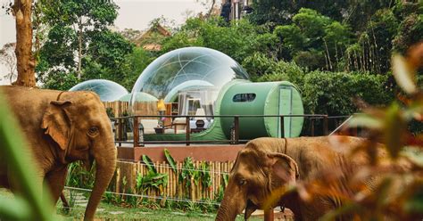 Sleep Among Elephants In The Jungle Bubble Suites Of Thailand Maxim
