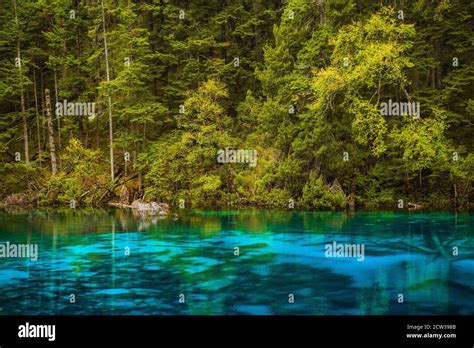 The Turquoise Color Lakes In Jiuzhai Valley With The Forest In Autumn