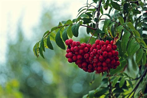 Tree Branches Leaves Fruit Red Rowan Berry Berries Bokeh Macro F