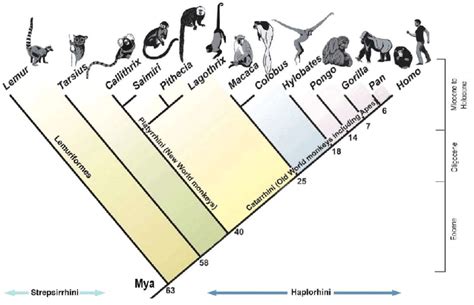 4 Osteology And Fossil Record Based Phylogenetic Tree Showing Evolution