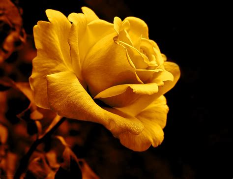 Midnight Golden Rose Flower Photograph By Jennie Marie Schell