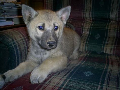 Wolf Hybrid Puppies Adoption Wolf Hybrid Puppy For Sale Near