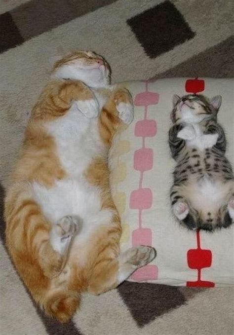 Hilarious Poses Of Chillin Cats Barnorama